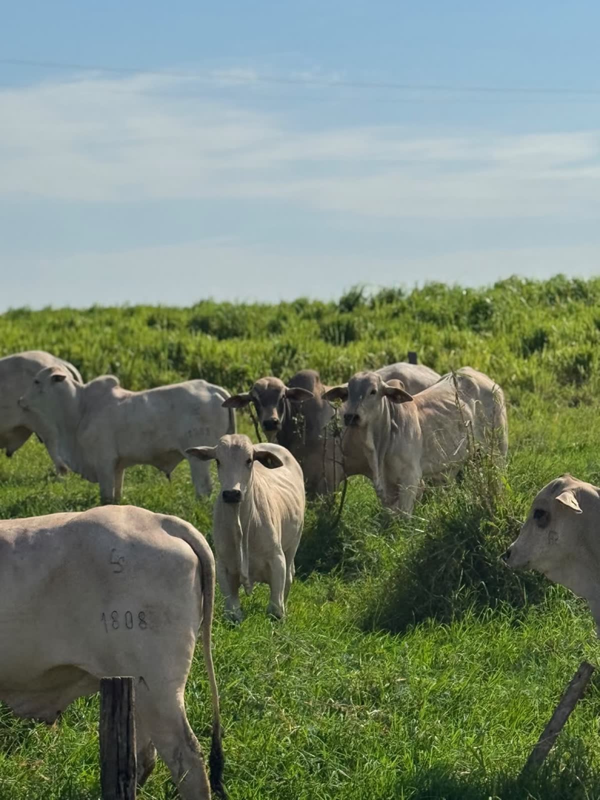Trabajo de campo de Consulpec en Paraguay, 9