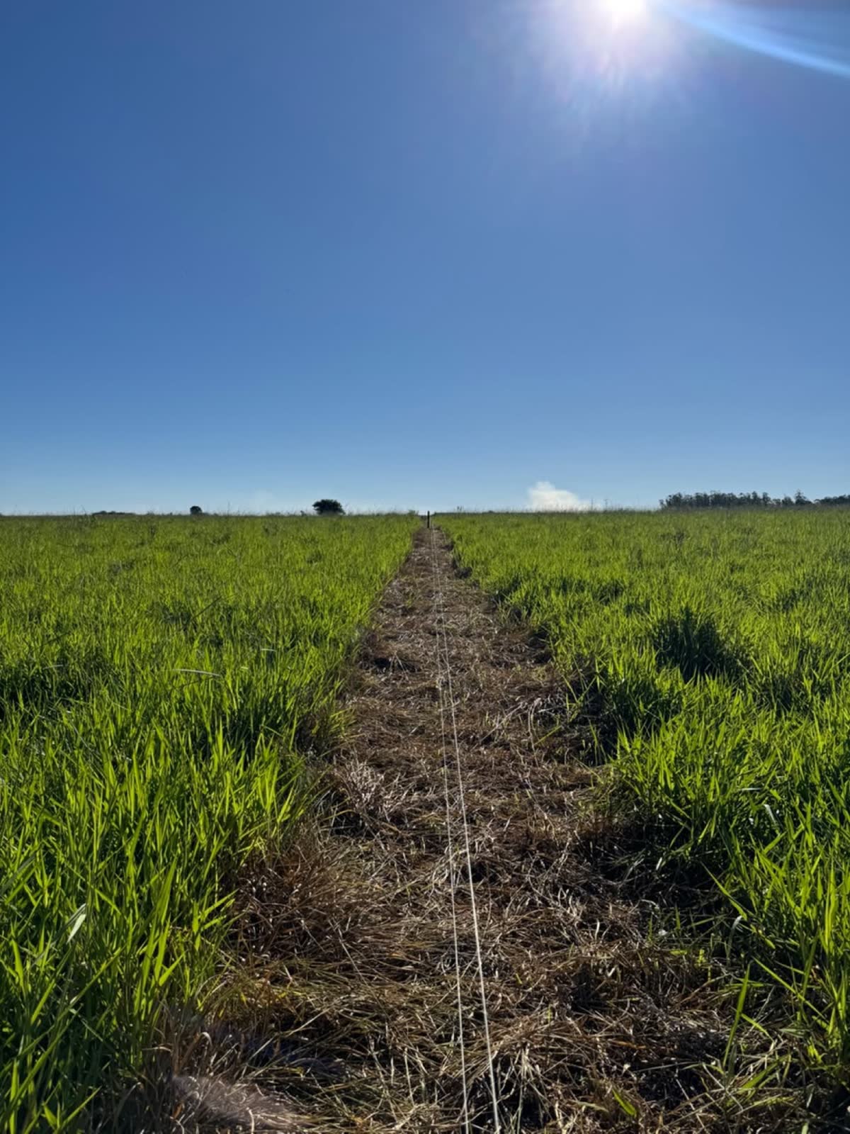Trabajo de campo de Consulpec en Paraguay, 10