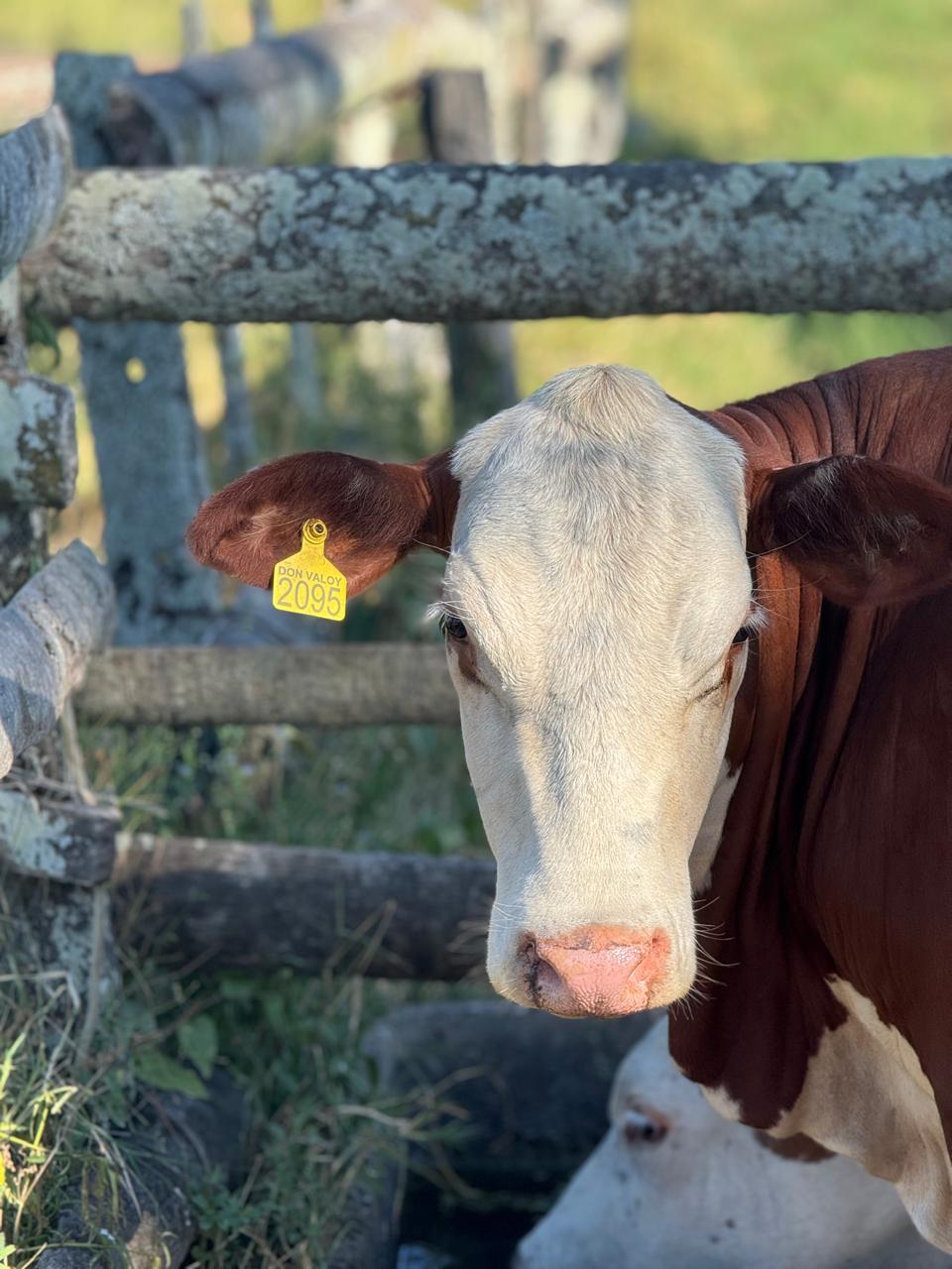 Bovino de Consulpec en el campo